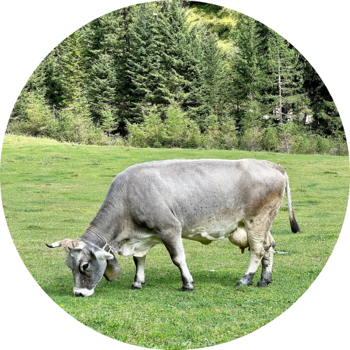 cow eat grass